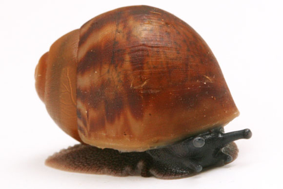juvenil Archachatina marginata marginata Cameroon